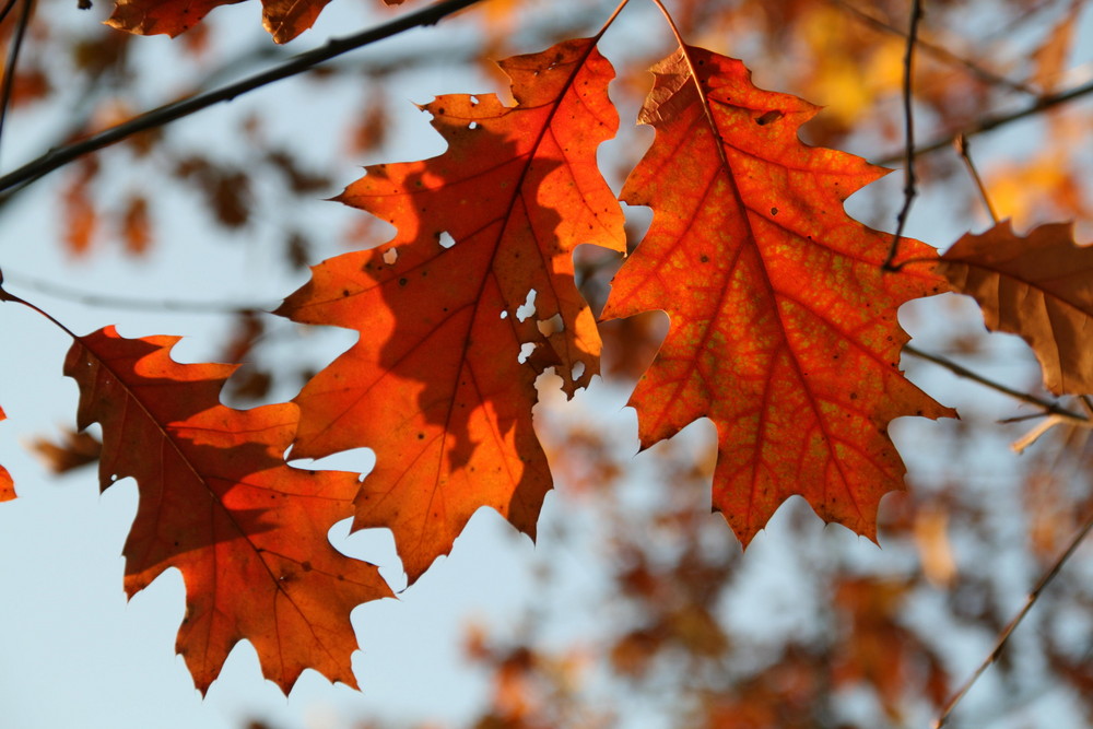 Herbstblätter