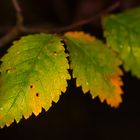 Herbstblätter