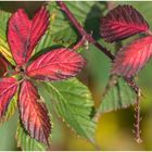 Herbstblätter