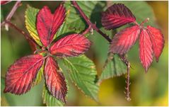 Herbstblätter