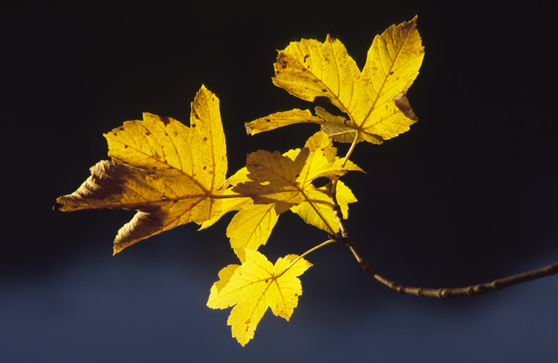 Herbstblätter