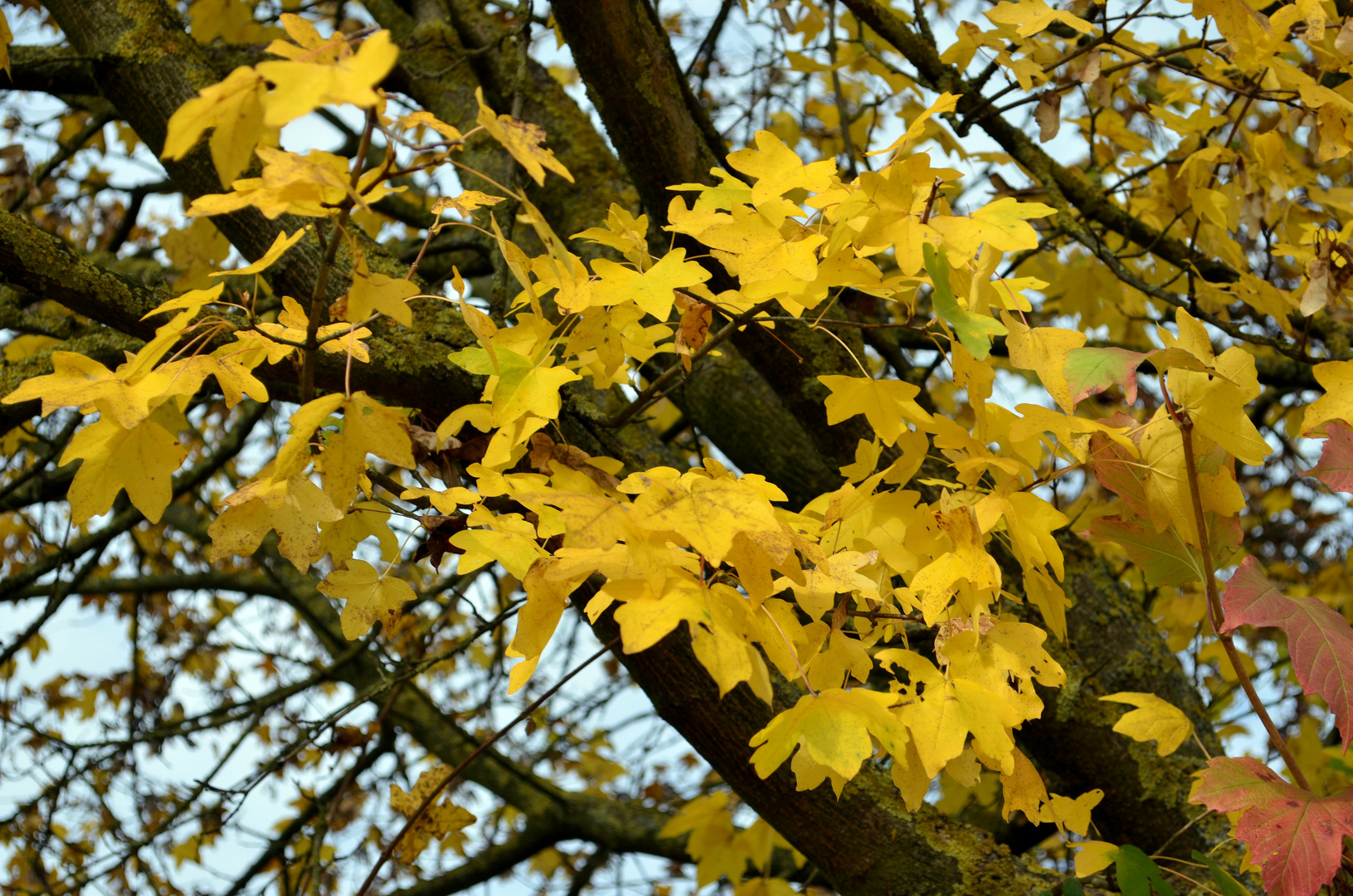 Herbstblätter