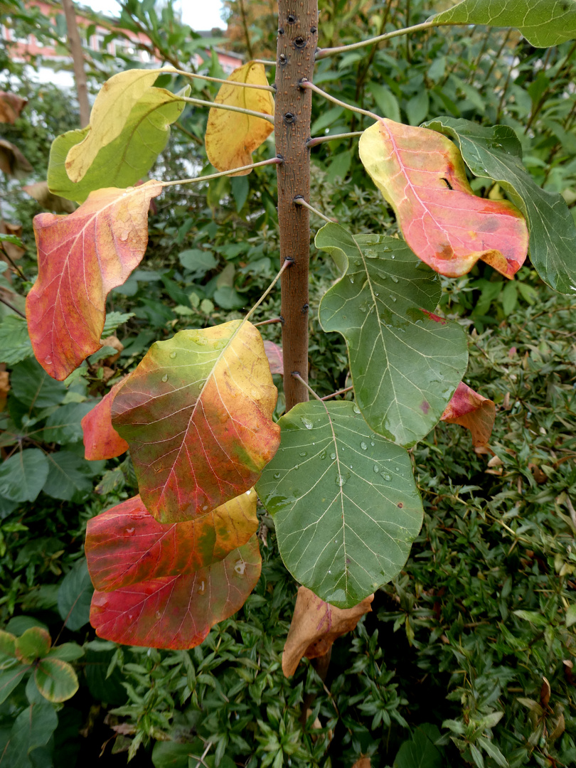 Herbstblätter