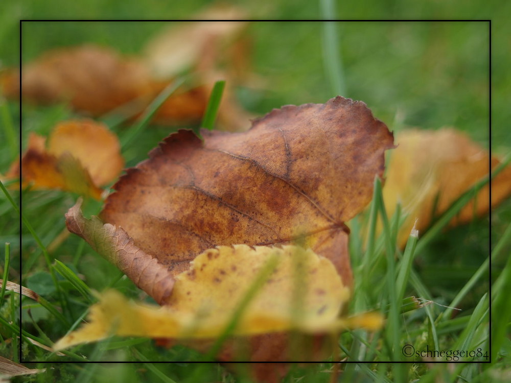 Herbstblätter