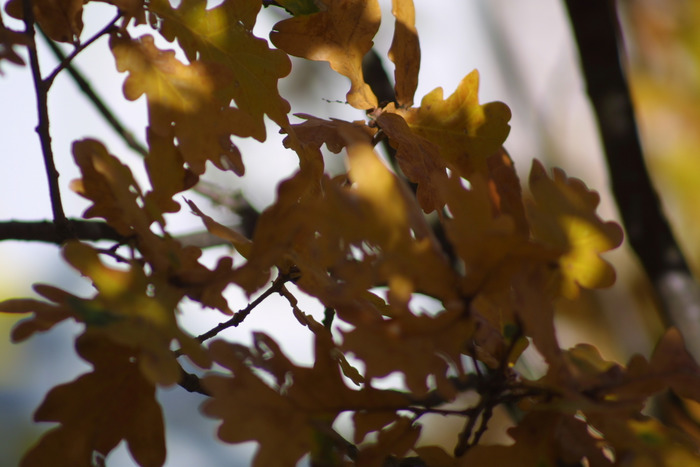 Herbstblätter