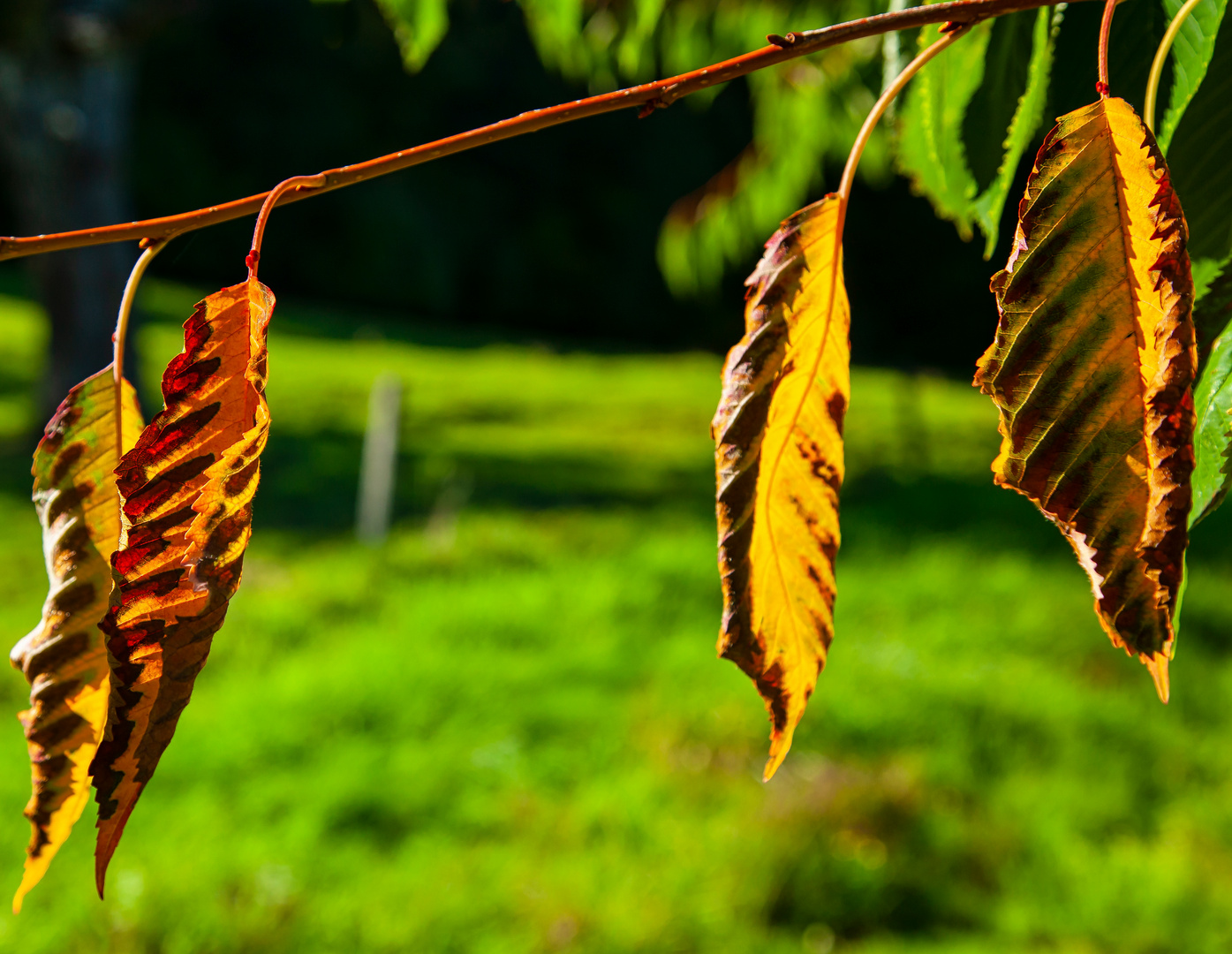 Herbstblätter