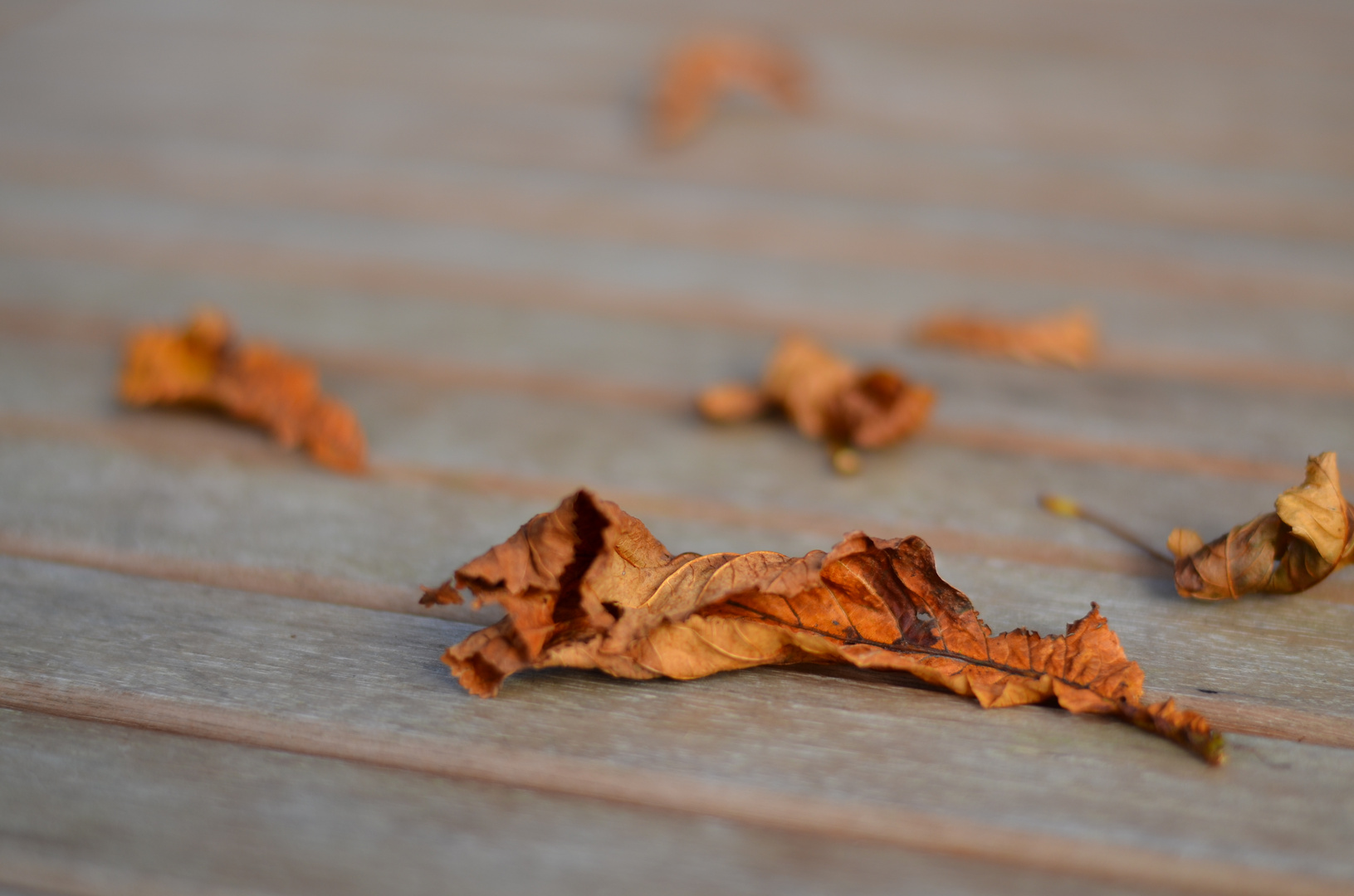 Herbstblätter