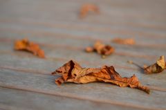 Herbstblätter