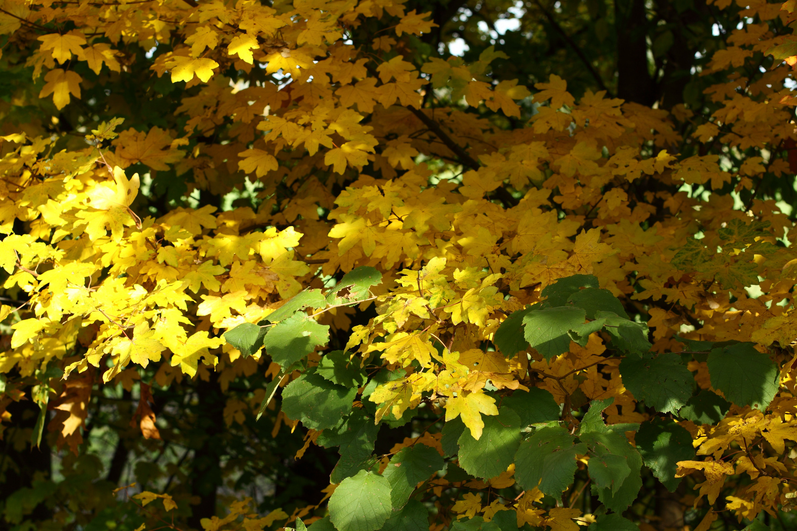 Herbstblätter