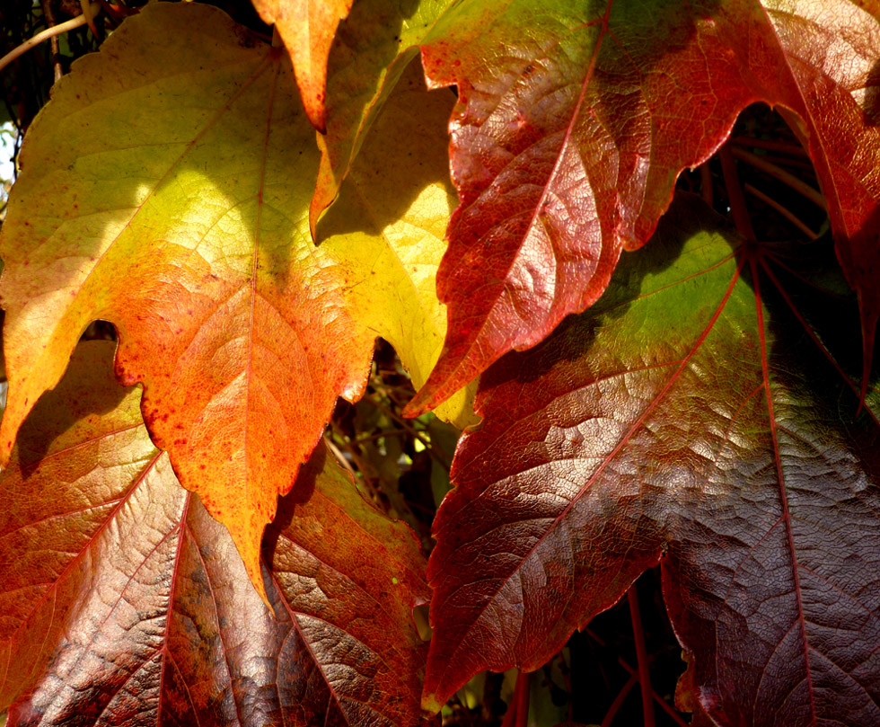 Herbstblätter