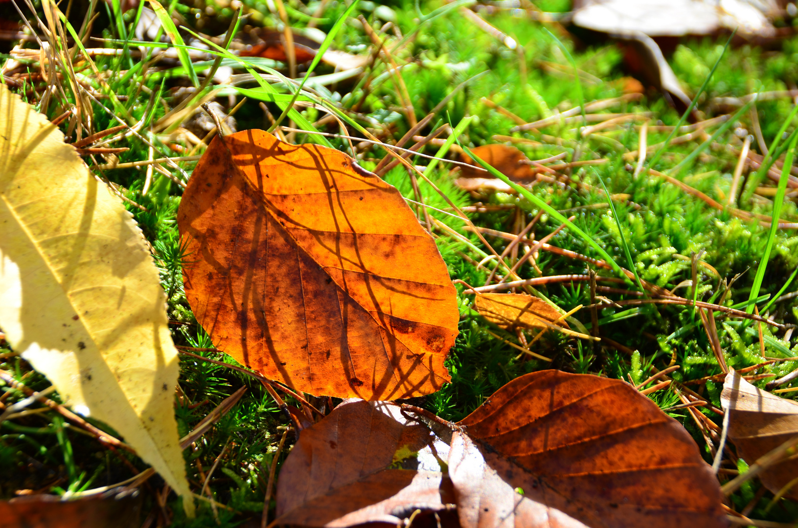 Herbstblätter