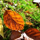 Herbstblätter