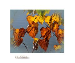 Herbstblätter...