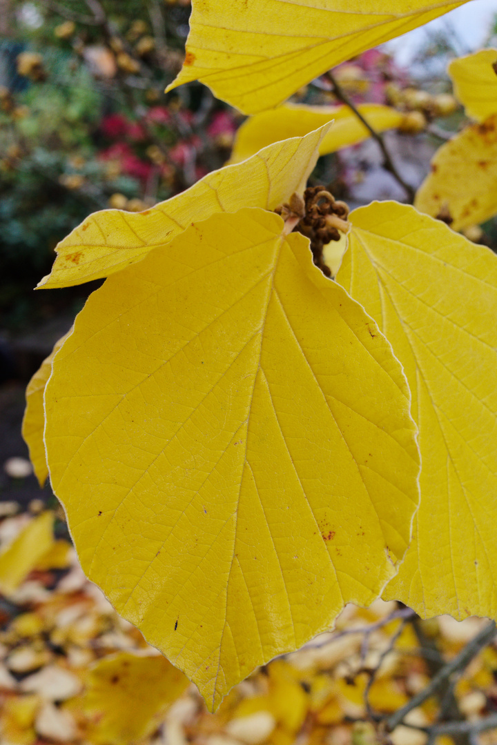 Herbstblätter