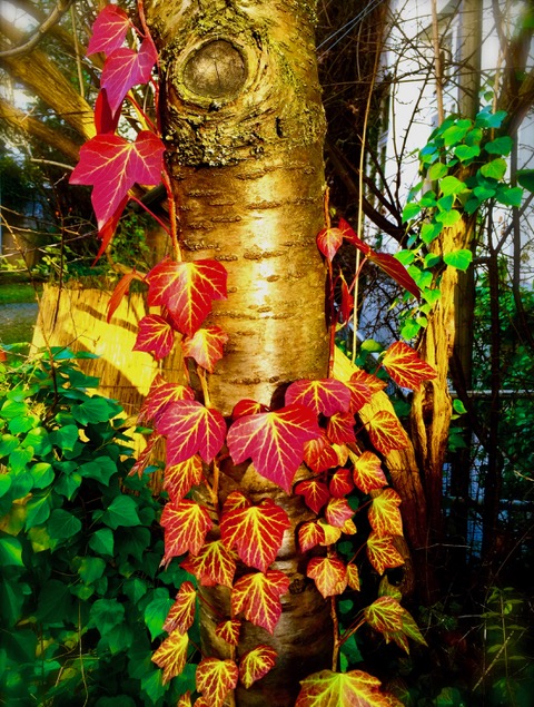 Herbstblätter