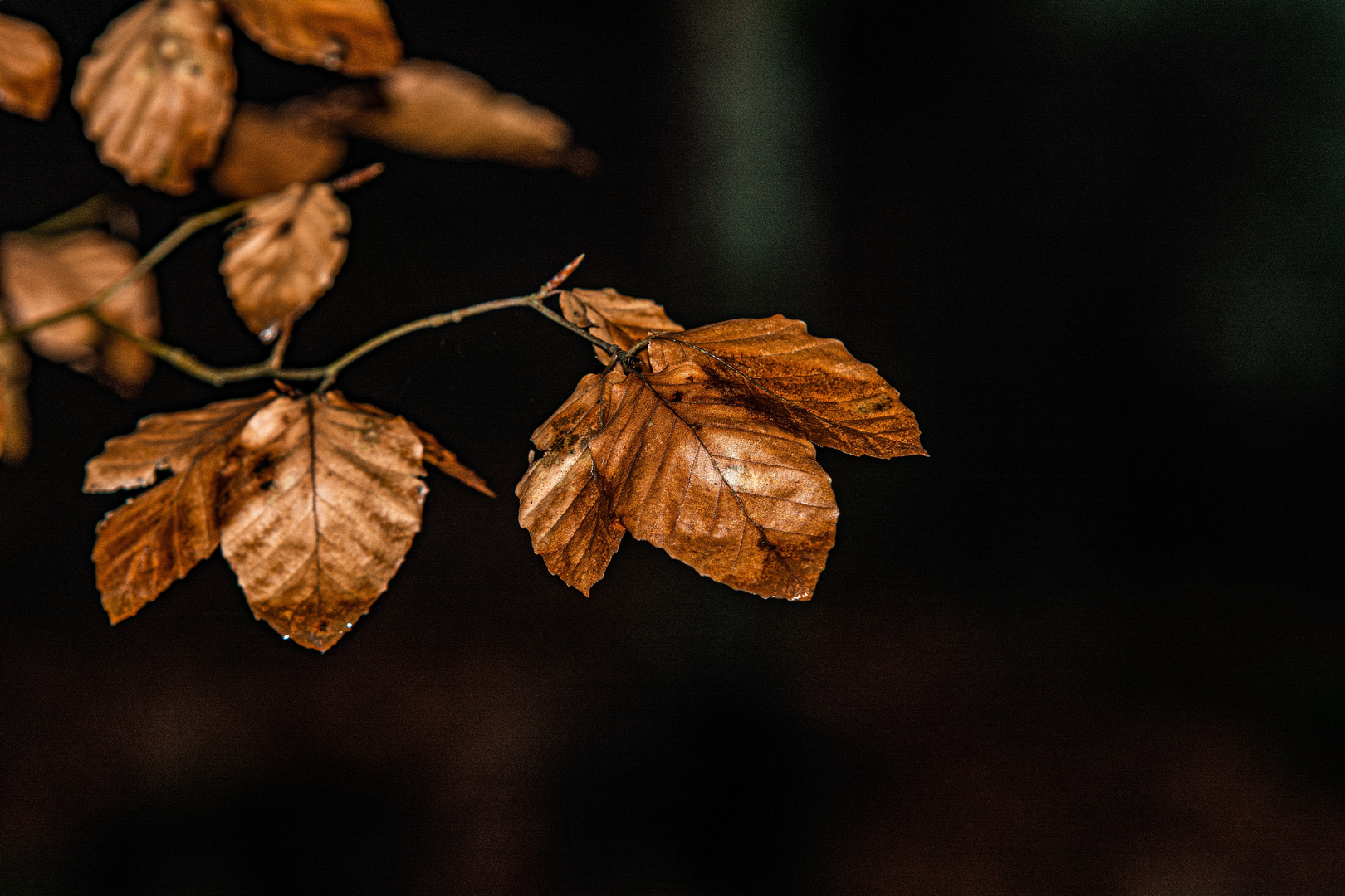 Herbstblätter 