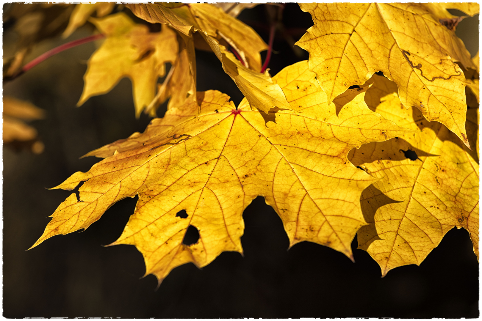 Herbstblätter