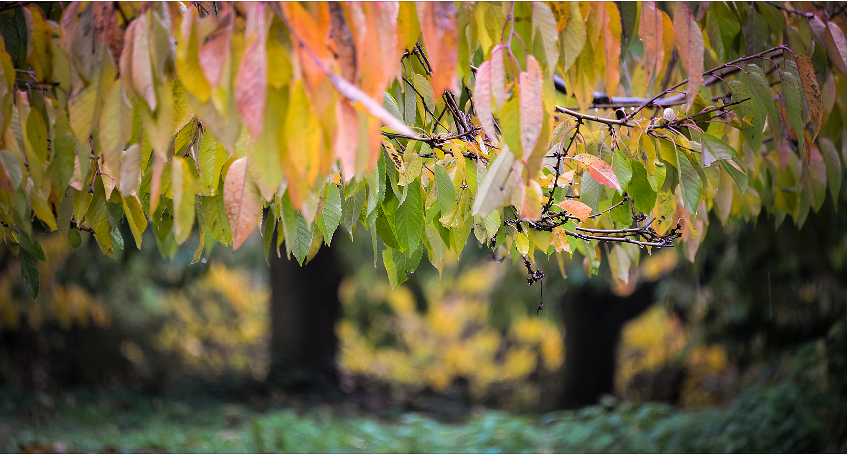 ...herbstblätter...