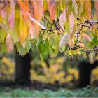 ...herbstblätter...