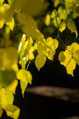 Herbstblätter