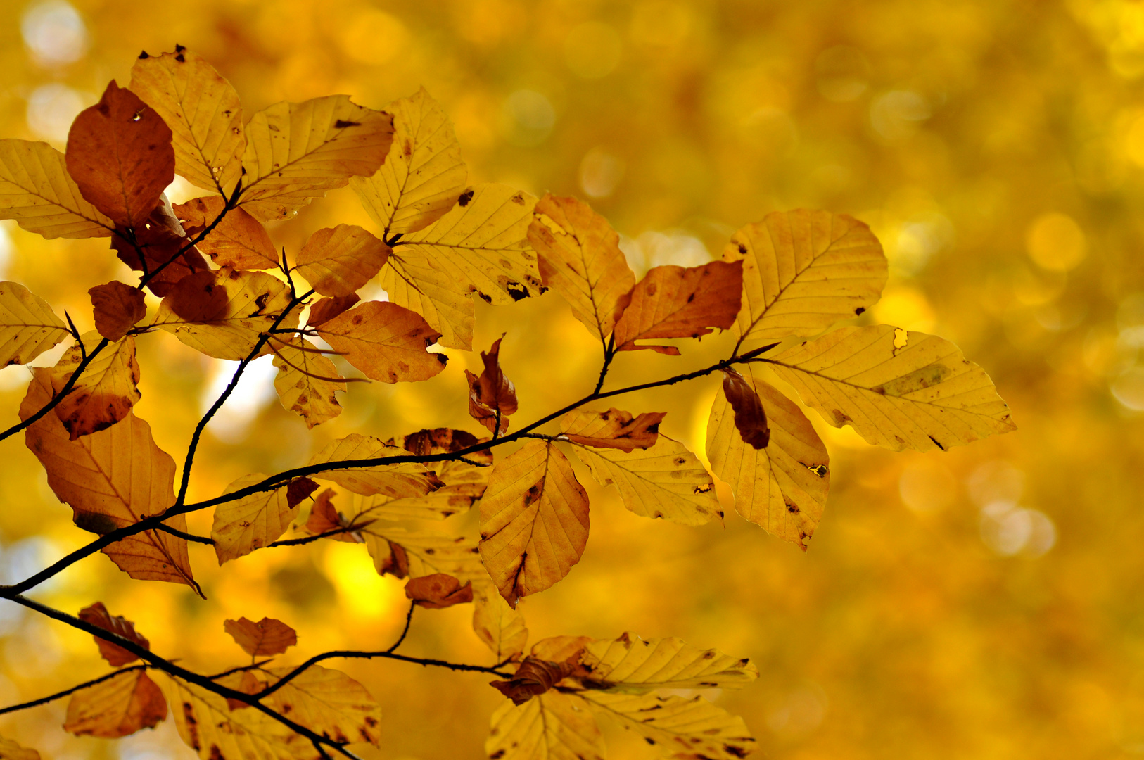 Herbstblätter