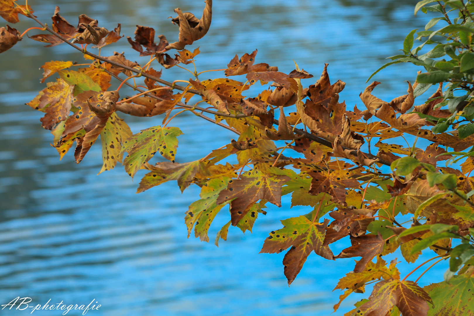 Herbstblätter 