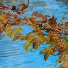 Herbstblätter 