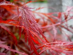 Herbstblätter