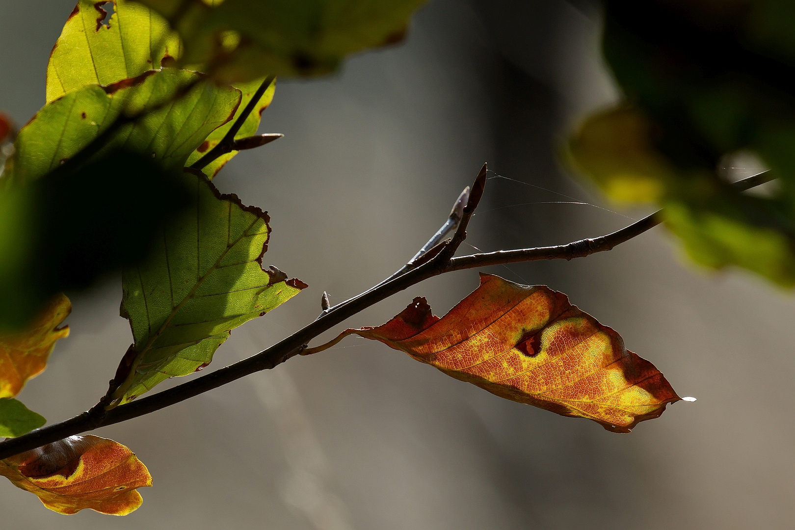 Herbstblätter