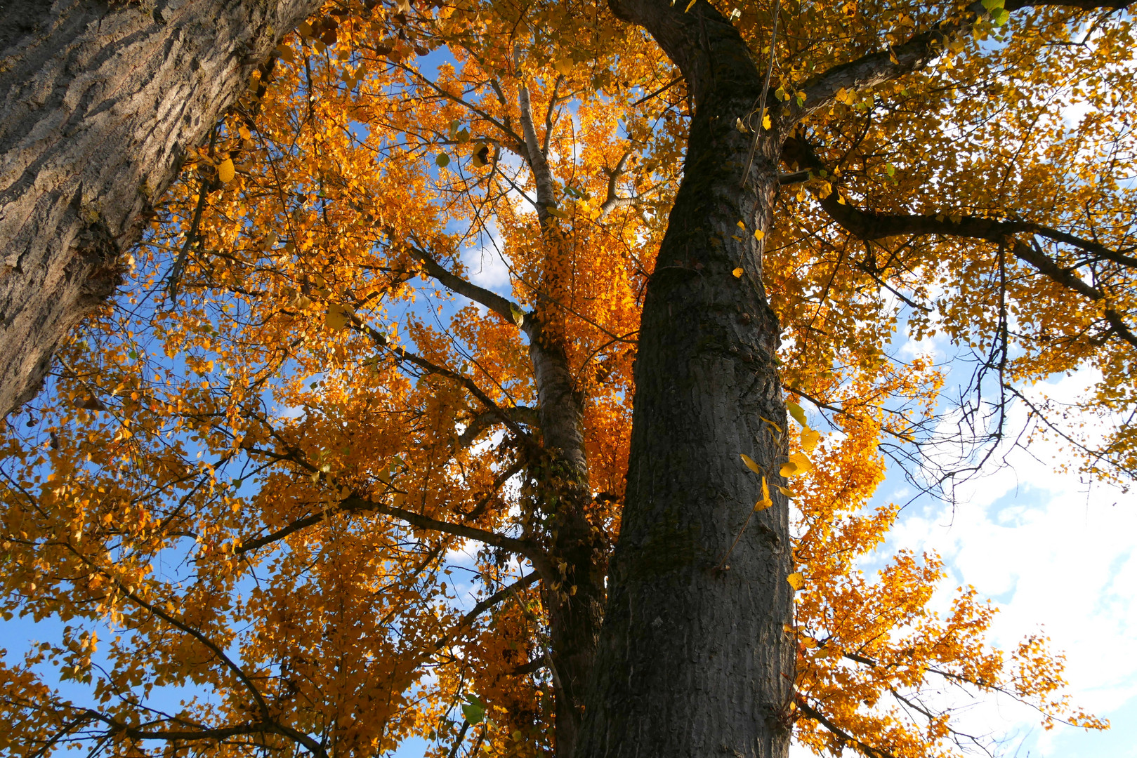 Herbstblätter