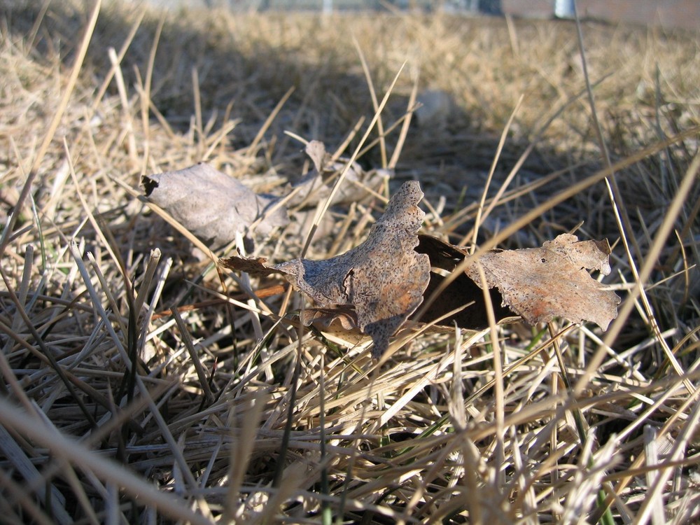 Herbstblätter