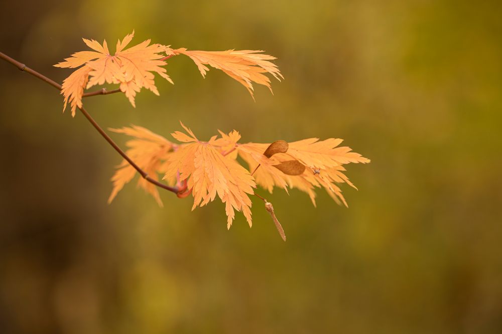 Herbstblätter 