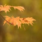 Herbstblätter 