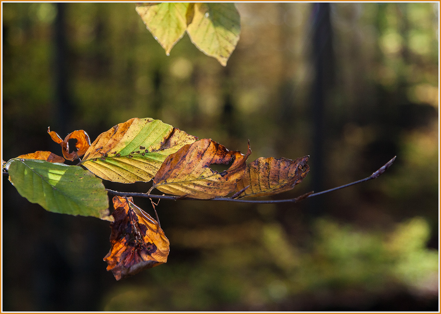 Herbstblätter