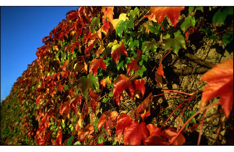 Herbstblätter