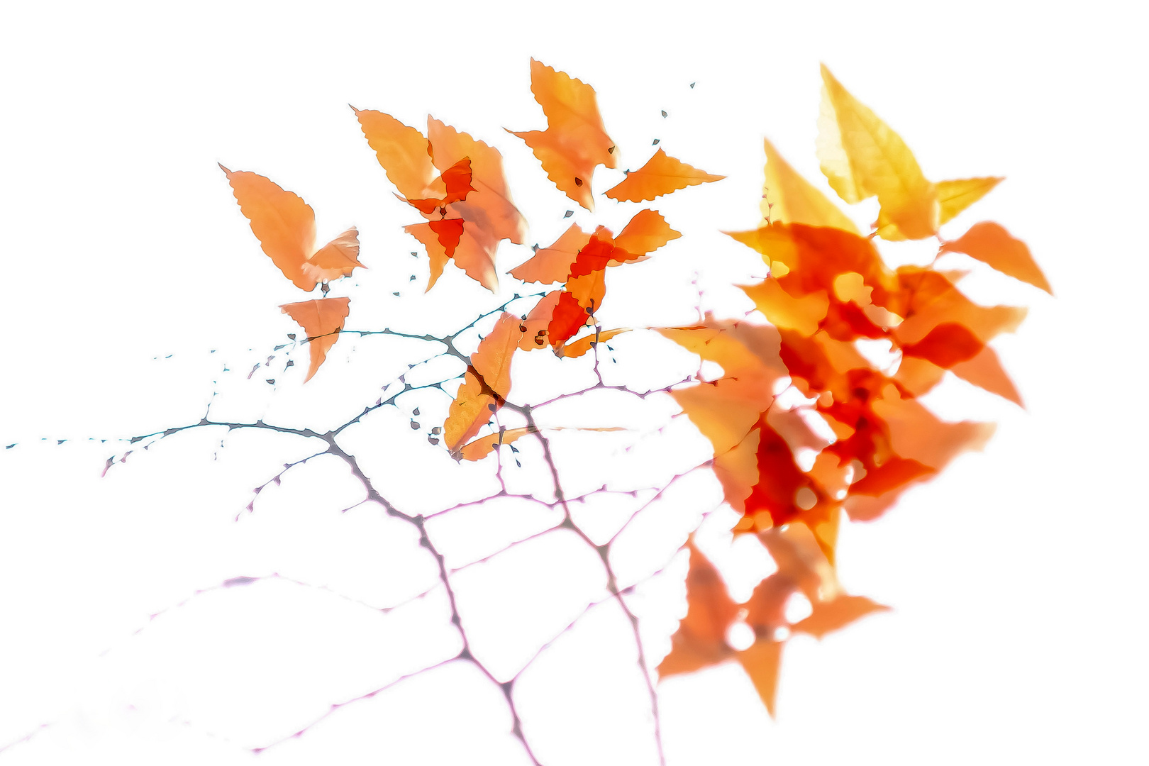 Herbstblätter abstrakt