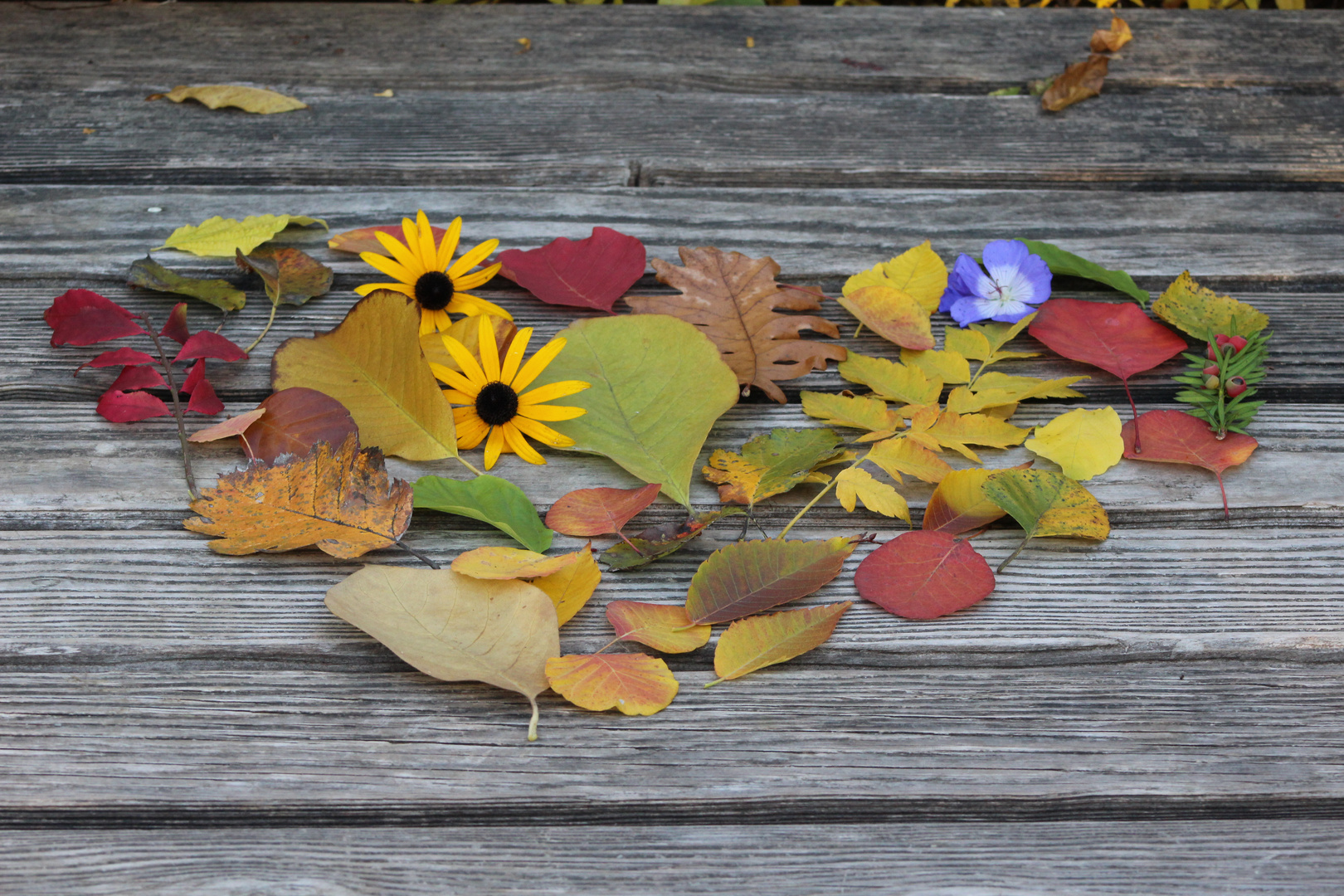 Herbstblätter