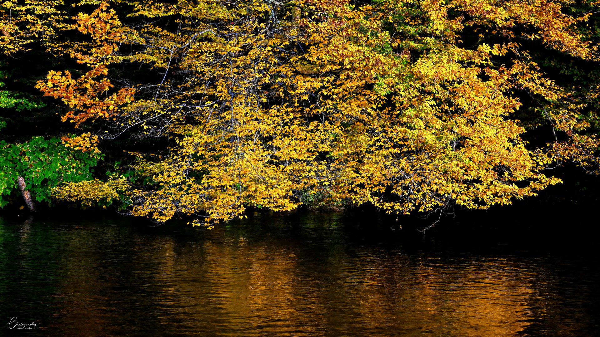 Herbstblätter