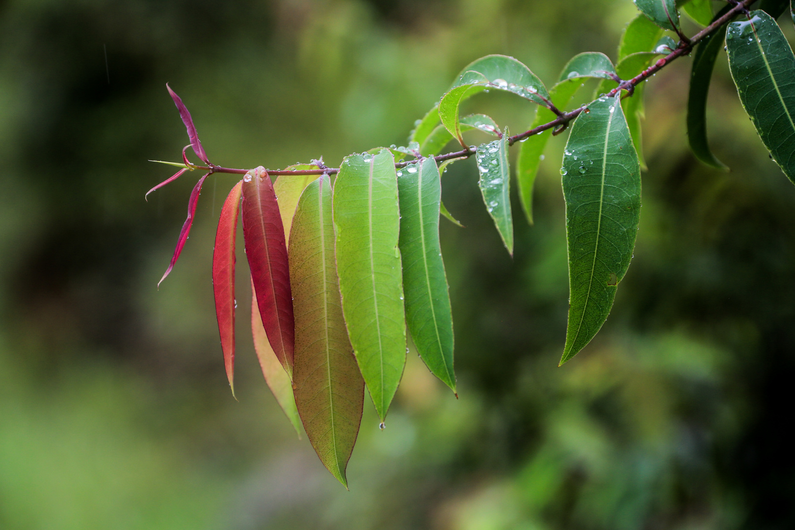 Herbstblätter