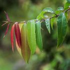 Herbstblätter