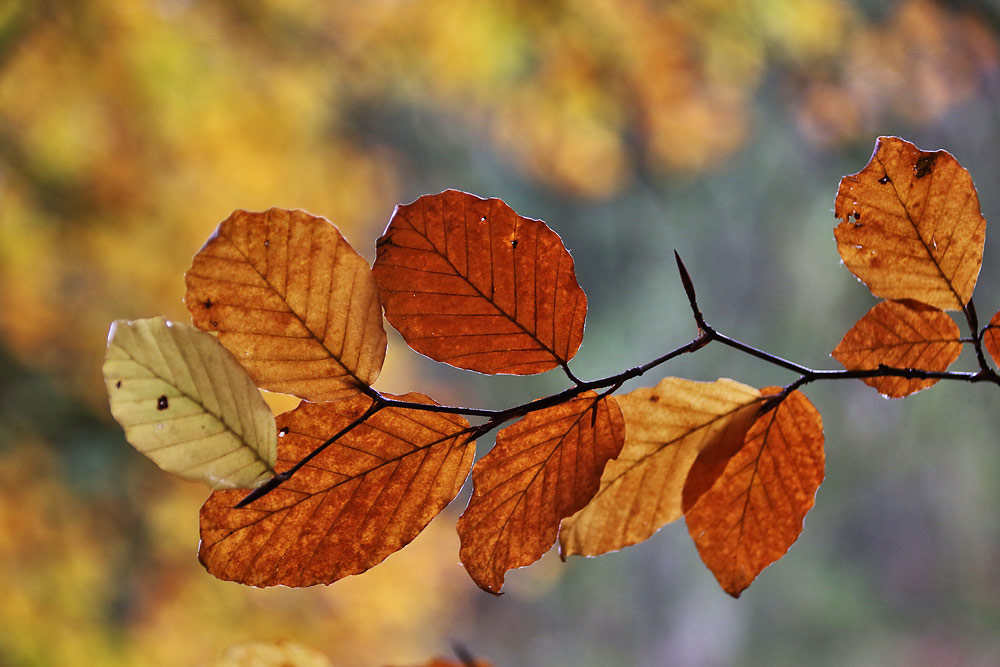 Herbstblätter