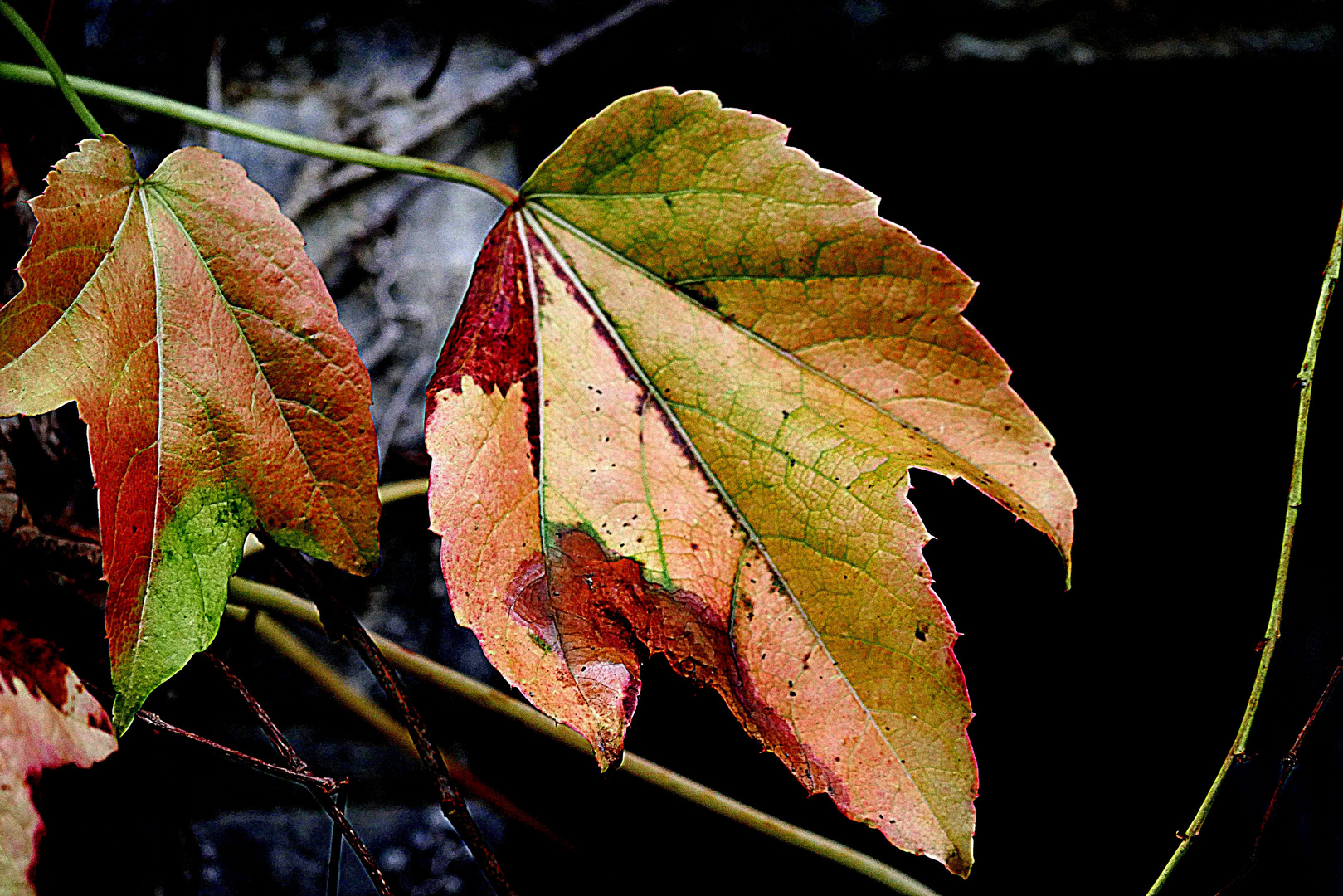 Herbstblätter als Mittwochsblümchen.