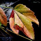 Herbstblätter als Mittwochsblümchen.