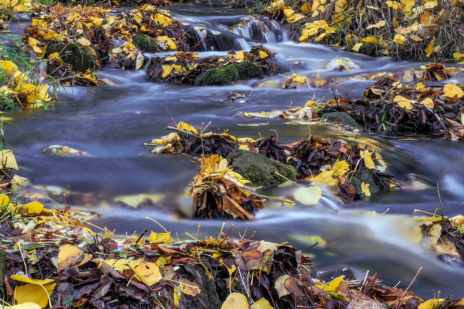 Herbstblätter am - im Fluss hf