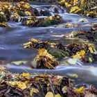 Herbstblätter am - im Fluss hf