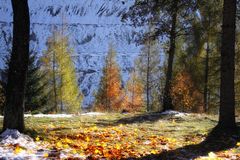 Herbstblätter am Schnee