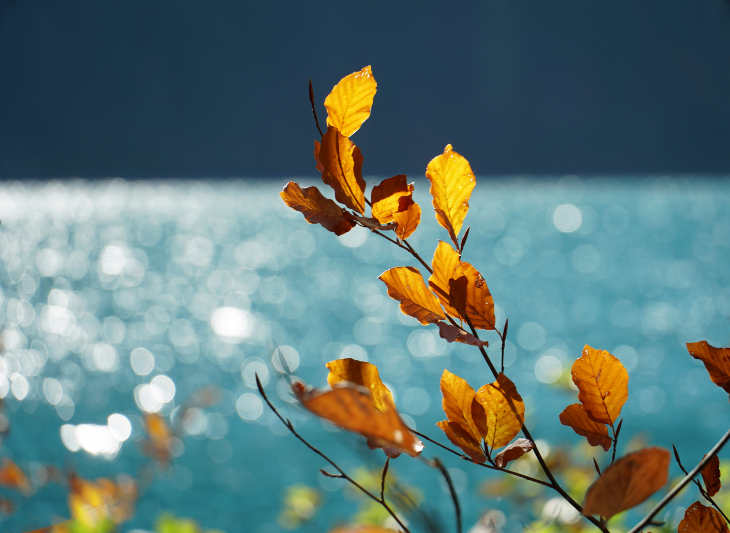 Herbstblätter am See mit Lichtreflexen