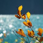 Herbstblätter am See mit Lichtreflexen