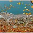Herbstblätter am Ufer