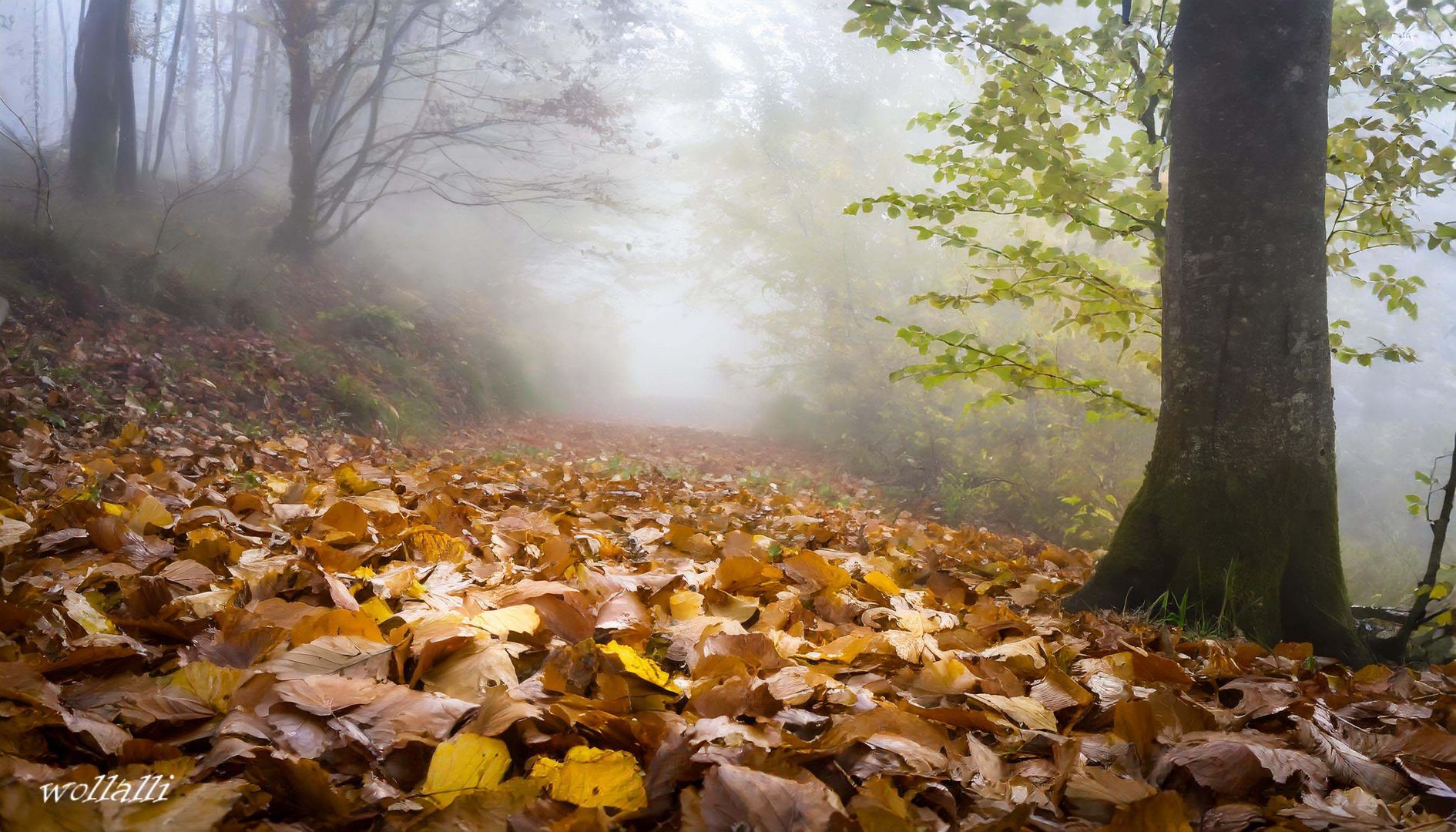 Herbstblätter am Waldboden an einem nebeligen Morgen